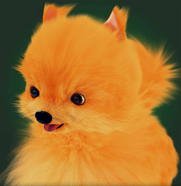 A fluffy, orange Pomeranian dog with a playful expression, sticking out its tongue, set against a dark green background.